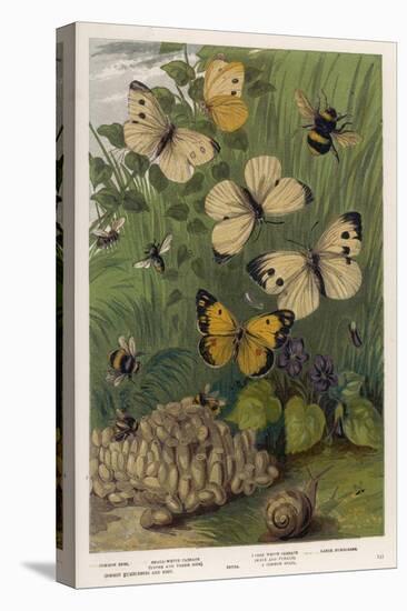 The Cabbage White and Other English Butterflies-null-Stretched Canvas