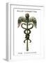 The Caduceus, 1923-null-Framed Premium Giclee Print