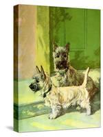 The Cairn Terrier Pair-Diana Thorne-Stretched Canvas
