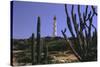 The California Lighthouse with Cactuses Aruba-George Oze-Stretched Canvas