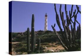 The California Lighthouse with Cactuses Aruba-George Oze-Stretched Canvas