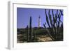 The California Lighthouse with Cactuses Aruba-George Oze-Framed Photographic Print