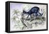 The Cambing Ootan-John Stewart-Framed Stretched Canvas