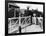 The Cambrian Coast Express Steam Locomotive Train at Llanbadarn Crossing Near Aberystwyth Wales-null-Framed Photographic Print