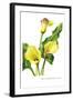 The Cambridge Calla-H.g. Moon-Framed Art Print