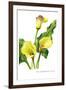 The Cambridge Calla-H.g. Moon-Framed Art Print