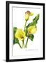 The Cambridge Calla-H.g. Moon-Framed Art Print