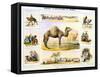 The Camel, C1850-Benjamin Waterhouse Hawkins-Framed Stretched Canvas