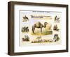 The Camel, C1850-Benjamin Waterhouse Hawkins-Framed Giclee Print