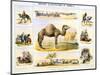 The Camel, C1850-Benjamin Waterhouse Hawkins-Mounted Giclee Print