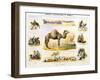 The Camel, C1850-Benjamin Waterhouse Hawkins-Framed Giclee Print