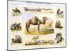The Camel, C1850-Benjamin Waterhouse Hawkins-Mounted Giclee Print
