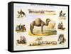 The Camel, C1850-Benjamin Waterhouse Hawkins-Framed Stretched Canvas