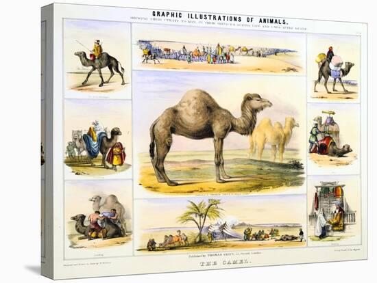 The Camel, C1850-Benjamin Waterhouse Hawkins-Stretched Canvas