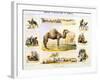 The Camel, C1850-Benjamin Waterhouse Hawkins-Framed Giclee Print