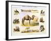 The Camel, C1850-Benjamin Waterhouse Hawkins-Framed Giclee Print