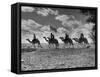 The Camel Corps of the King's African Rifles, October 1945-null-Framed Stretched Canvas