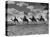 The Camel Corps of the King's African Rifles, October 1945-null-Stretched Canvas