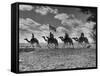 The Camel Corps of the King's African Rifles, October 1945-null-Framed Stretched Canvas