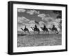 The Camel Corps of the King's African Rifles, October 1945-null-Framed Premium Photographic Print