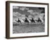 The Camel Corps of the King's African Rifles, October 1945-null-Framed Photographic Print