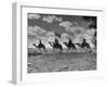 The Camel Corps of the King's African Rifles, October 1945-null-Framed Photographic Print