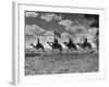 The Camel Corps of the King's African Rifles, October 1945-null-Framed Photographic Print