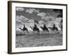 The Camel Corps of the King's African Rifles, October 1945-null-Framed Photographic Print