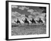 The Camel Corps of the King's African Rifles, October 1945-null-Framed Photographic Print