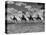 The Camel Corps of the King's African Rifles, October 1945-null-Stretched Canvas