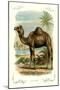 The Camel-null-Mounted Art Print