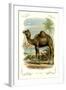 The Camel-null-Framed Art Print