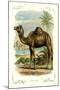 The Camel-null-Mounted Art Print