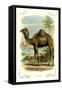 The Camel-null-Framed Stretched Canvas