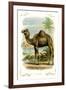 The Camel-null-Framed Art Print