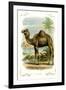 The Camel-null-Framed Art Print