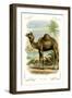 The Camel-null-Framed Art Print