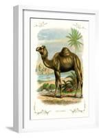The Camel-null-Framed Art Print
