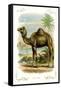 The Camel-null-Framed Stretched Canvas