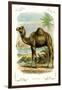 The Camel-null-Framed Art Print