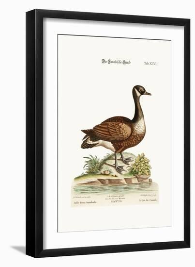 The Canada Goose, 1749-73-George Edwards-Framed Giclee Print