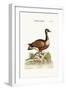 The Canada Goose, 1749-73-George Edwards-Framed Giclee Print