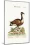 The Canada Goose, 1749-73-George Edwards-Mounted Giclee Print