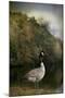 The Canadian Goose-Jai Johnson-Mounted Giclee Print