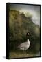 The Canadian Goose-Jai Johnson-Framed Stretched Canvas