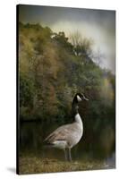 The Canadian Goose-Jai Johnson-Stretched Canvas