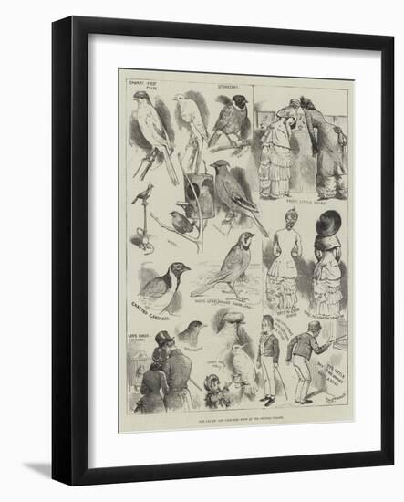 The Canary and Cage-Bird Show at the Crystal Palace-Alfred Courbould-Framed Giclee Print