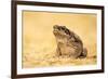 The Cane Toad (Rhinella Marina), also known as the Giant Neotropical Toad or Marine Toad, is a Larg-Milan Zygmunt-Framed Photographic Print