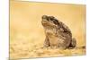 The Cane Toad (Rhinella Marina), also known as the Giant Neotropical Toad or Marine Toad, is a Larg-Milan Zygmunt-Mounted Photographic Print