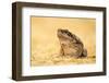 The Cane Toad (Rhinella Marina), also known as the Giant Neotropical Toad or Marine Toad, is a Larg-Milan Zygmunt-Framed Photographic Print